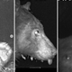 Image for article titled ‘Who Is She?’: Colorado Bear Knows Its Angles, Takes Hundreds of Selfies